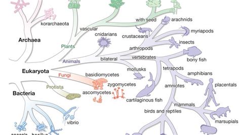 Archaea Definition Characteristics And Examples Britannica