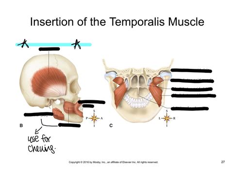 Temporalis Muscle Diagram | Quizlet