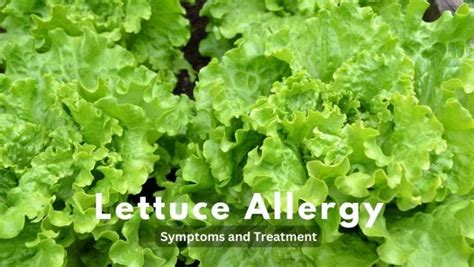 Lettuce Allergy - Symptoms and Treatment