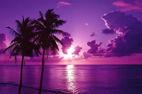 Landscape palm trees purple sunset | Free Photo - rawpixel