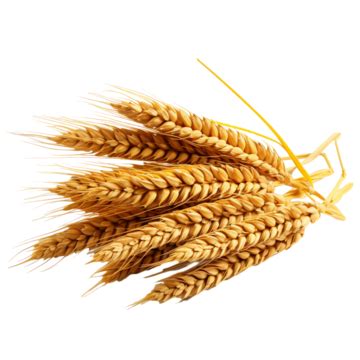 Autumn Harvest Ripe Wheat Ears Golden Autumn Harvest Mature PNG