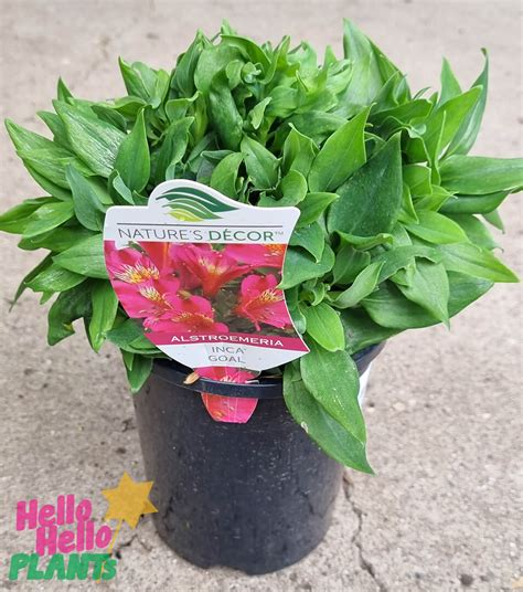 Alstroemeria Inca Goal Peruvian Lily Pot Hello Hello Plants