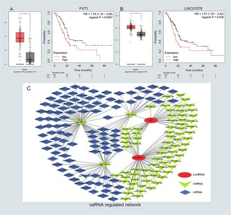 Identifying The Key Long Noncoding Rna And Constructing The