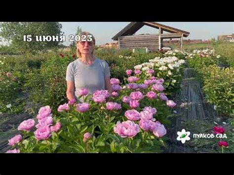 May Lilac peony. Май Лилак пион. Пулков сад - YouTube