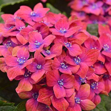 Pistachio Hydrangea (Hydrangea macrophylla 'Horwack') – Online Trees