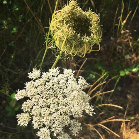 Poison Hemlock How To Identify And Potential Look Alikes Medicinal