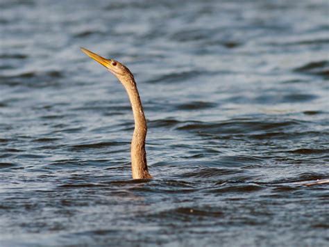 Bird That Swims Underwater In Florida Online Emergencydentistry