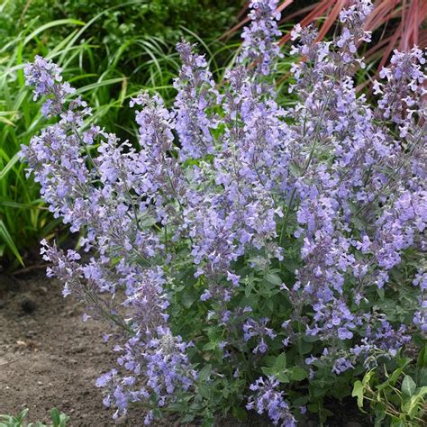 Junior Walker Nepeta Catmint American Meadows