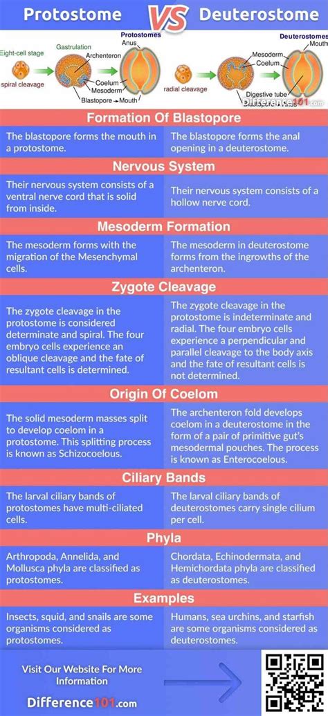 Protostome vs. Deuterostome: Top 7 Differences with Examples ~ Difference 101 Nervous System ...