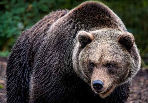 Orso Grizzly Bruno Foto Gratis Su Pixabay Pixabay