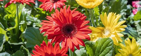 The ultimate guide to selecting and caring for Gerbera