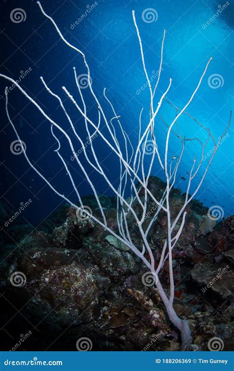 Underwater Life On The Reefs Around The Dutch Caribbean Island Of