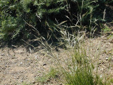 Stipa Lepida Foothill Needlegrass