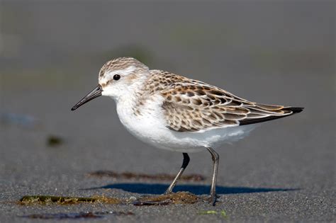 Western Sandpiper — Eastside Audubon Society