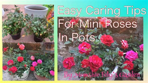 Caring for Miniature Roses in Pots: The Complete Guide