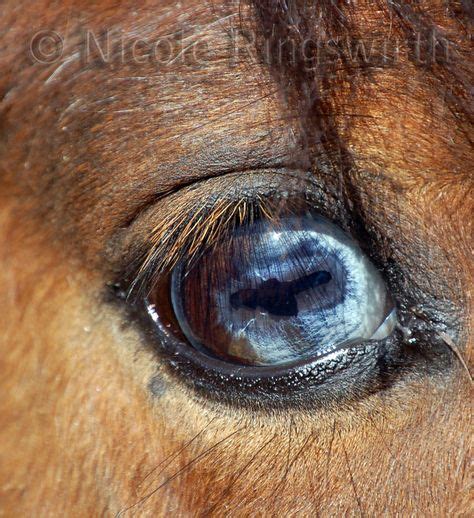 17 Eye Colors ideas | horses, horse coloring, horse anatomy