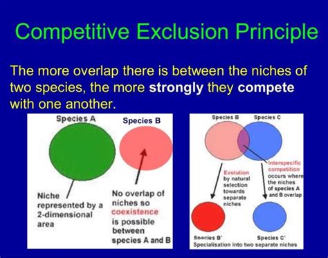 Solved Competitive Exclusion Principle The More Overlap