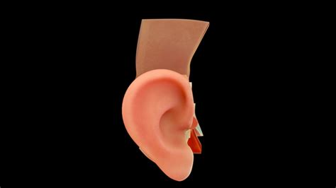 Human Ear 3d Model Turbosquid 2190636