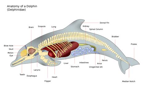 Dolphin Anatomy - GRD