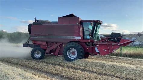 Case IH 2388 Axial Flow Combine Harvester Spring Barley 2021 YouTube