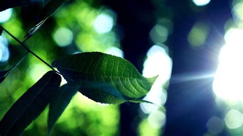 Selective Focus Photography Of Green Leaves Hd Wallpaper Wallpaper Flare