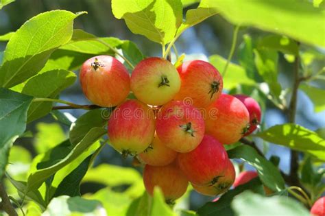 Crabapple Tree Full of Apple Fruits Stock Photo - Image of dolgo ...