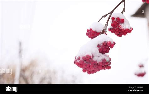 Red Bunches Branch Of Rowan Winter Covered With The First Snow Stock