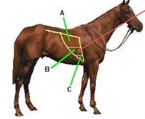 Clinical Exam Of Equine Respiratory System Flashcards Quizlet