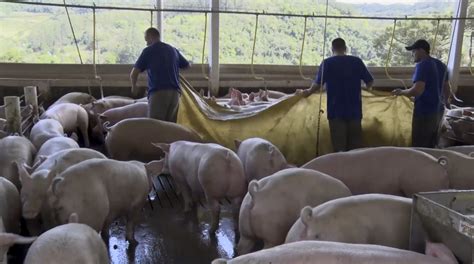 Saiba As Etapas Que Envolvem O Manejo Pr Abate De Su Nos