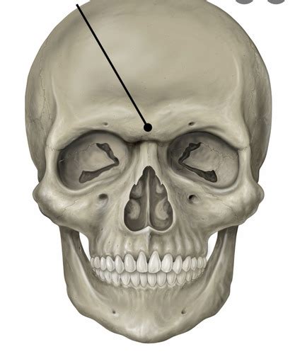 Bone Markings Flashcards Quizlet