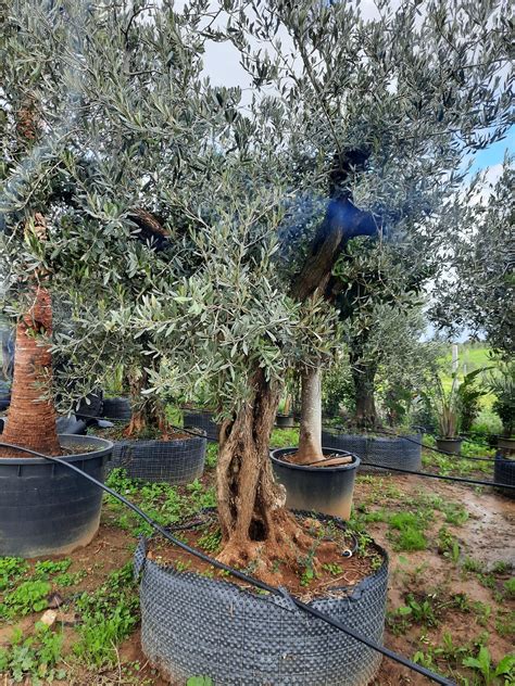 Ulivo Secolare Albero Secolare In Zolla Balestrate Palermo Guida