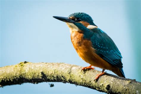 Kingfisher Pennington Flash Ramsdale Hide Colin Ball Flickr