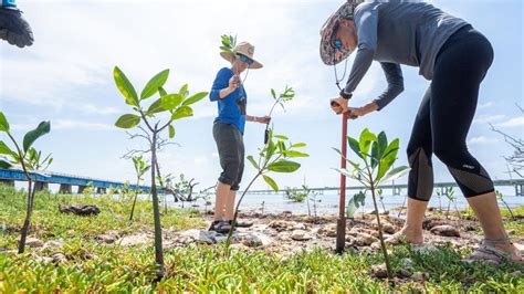 Why Planting Mangroves Can Help Save The Planet Ecowatch