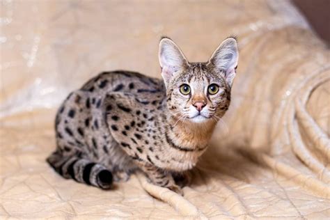 Do Savannah Cats Make Good Pets? Breed Characteristics & Facts | Hepper