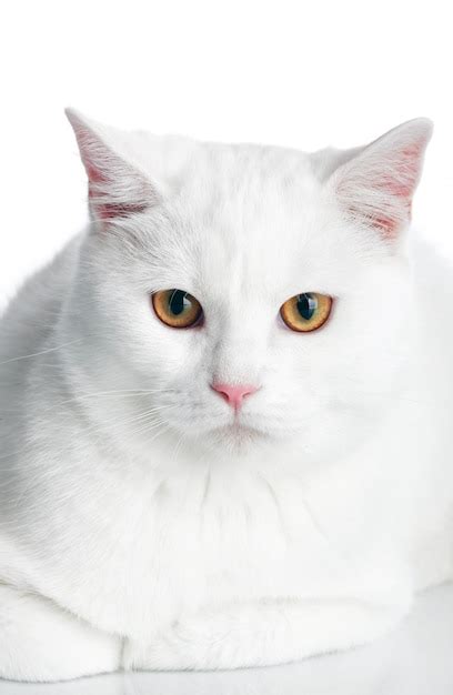 images de chat blanc png telechargement gratuit sur freepik