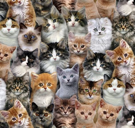 Es Adorable Pets 3802 Multi Cute Cats Cat Collage Kittens Cutest