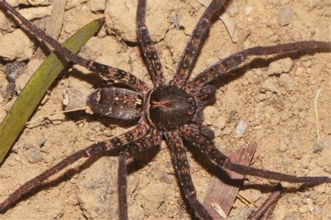 Heteropoda Amphora INaturalist