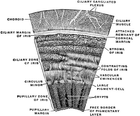 Section Of The Iris ClipArt ETC