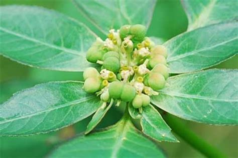 Euphorbia Heterophylla