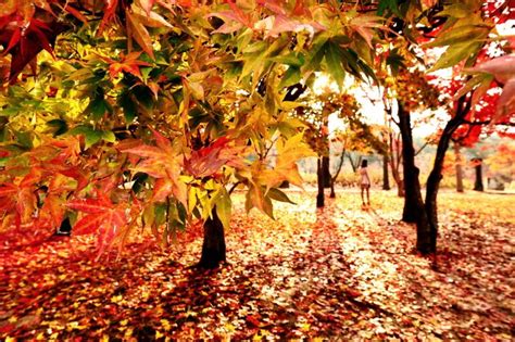 5 Unique Destinations To See Beautiful Autumn Leaves In Asia | Tatler Asia