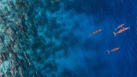 Aerial View Of Dugongs Swimming In Ocean Sangihe Island North