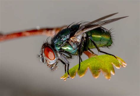 Fly Blowfly Lucilia Cuprina 4501 Stan Sutton Flickr