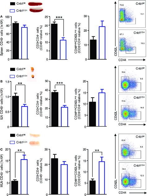 Characterization Of Cd4 T Cells From The Spleen Inguinal Lymph