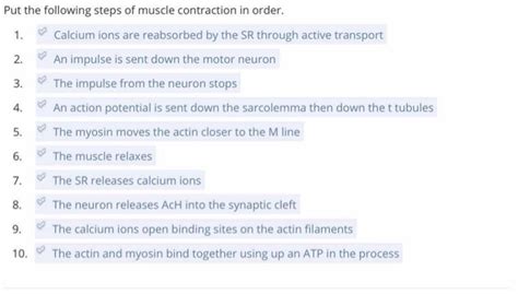 Solved Put the following steps of muscle contraction in | Chegg.com