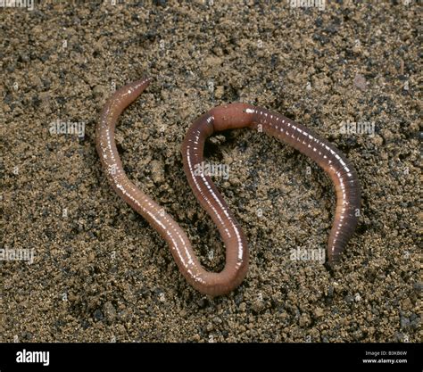 EARTHWORM OR NIGHTCRAWLERS (LUMBRICUS TERRESTRIS) SHOWING CLITELLUM ...