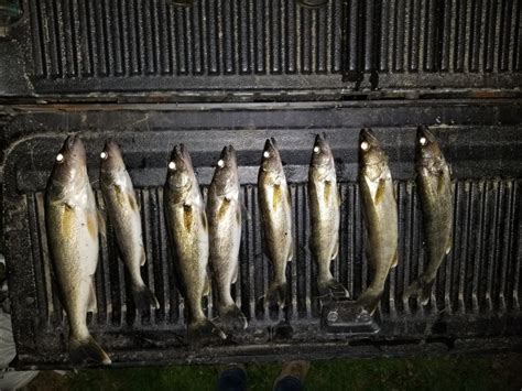 Kinzua Dam Walleye Fishing Epic Walleye