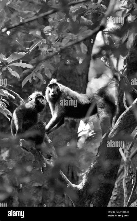 Los Macacos De Cresta Negra De Sulawesi Macaca Nigra Se Alimentan En