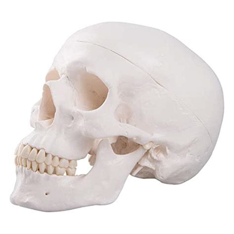 Buy DBSCD Human Skull Model Life Size Replica Anatomy Anatomical Adult