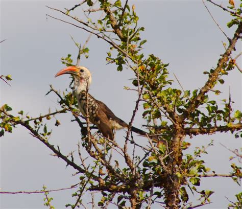 Red-billed Hornbill