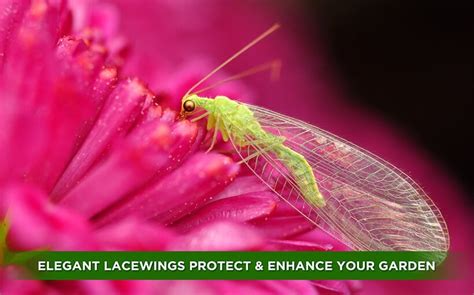 Green Lacewings - Organic Control, Inc.